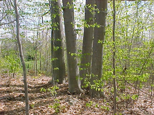 Image of trees in conservation land